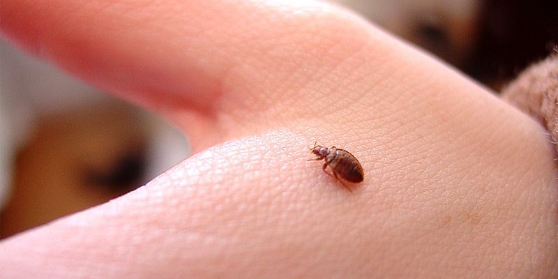 Declaring War on Bedbugs